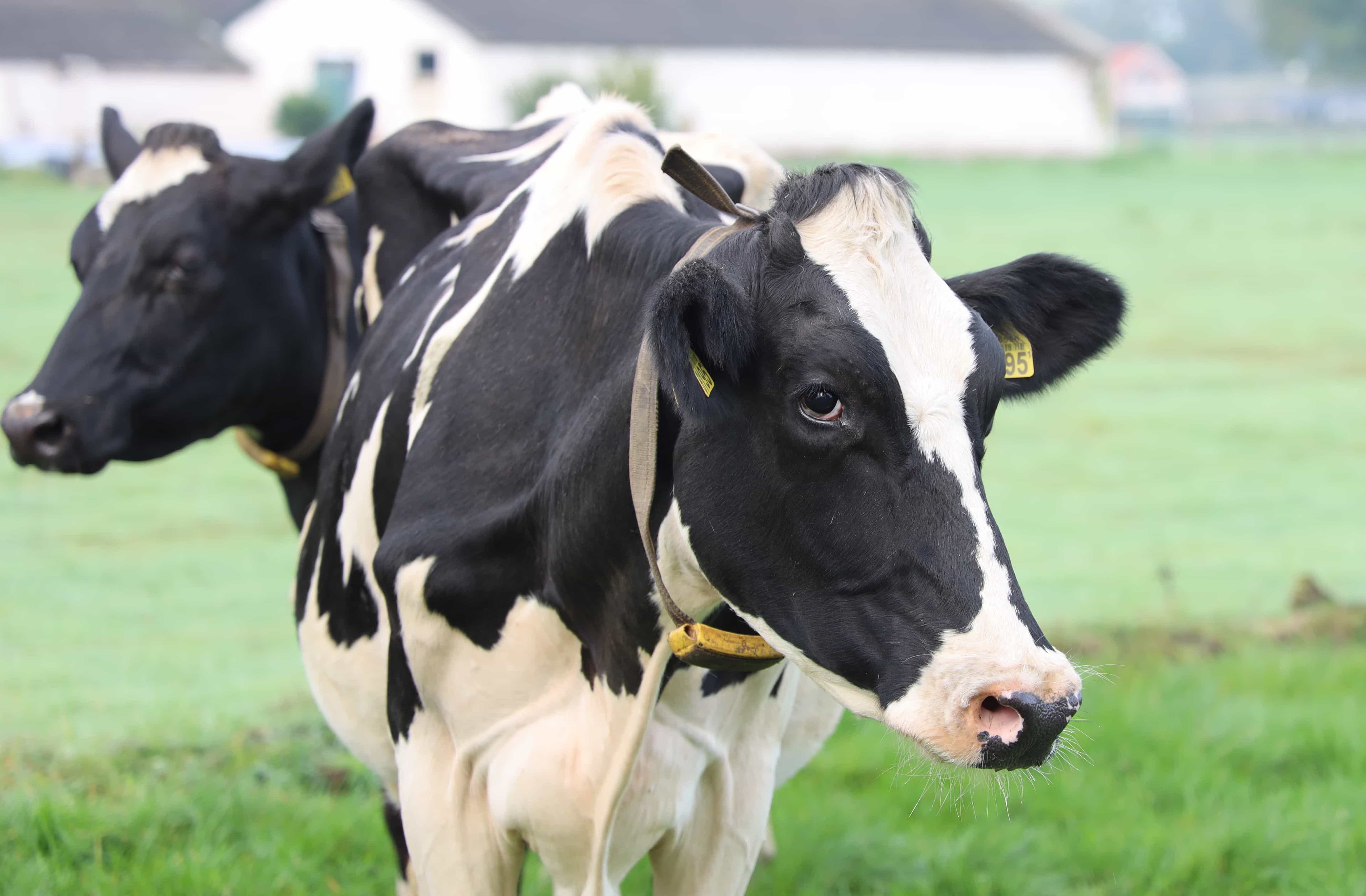 dairy cow with tags